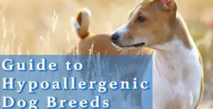 Guide_to_hypoallergenic_dog_breeds