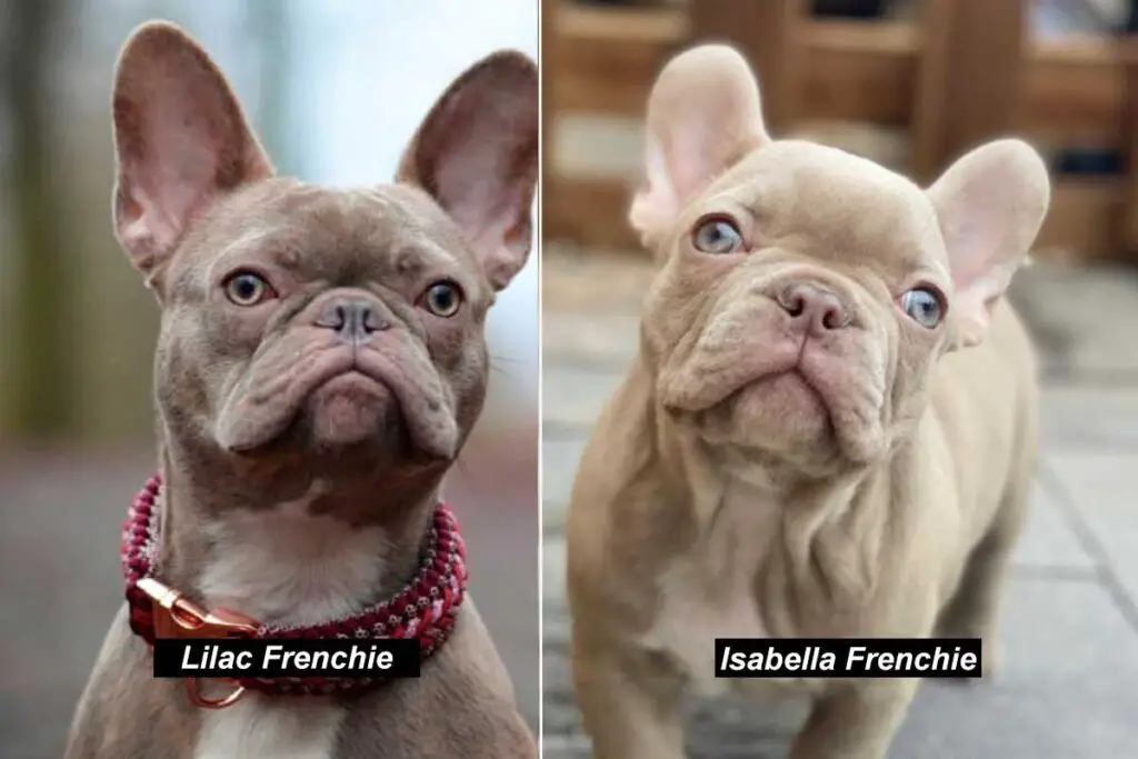 Isabella French Bulldog- Guide to the rarest lilac Frenchie - My Dogs Info