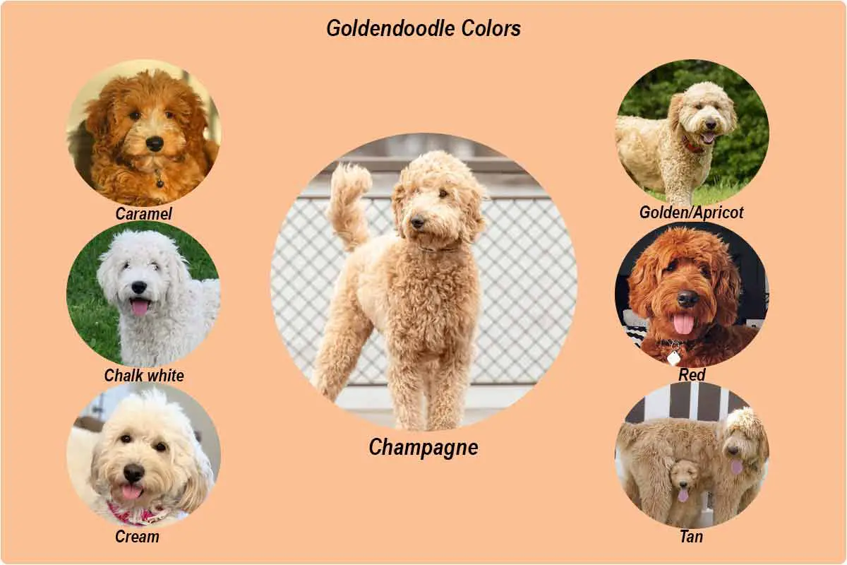 Goldendoodle types (Size, Generations, Coat types & Colors) My Dogs Info