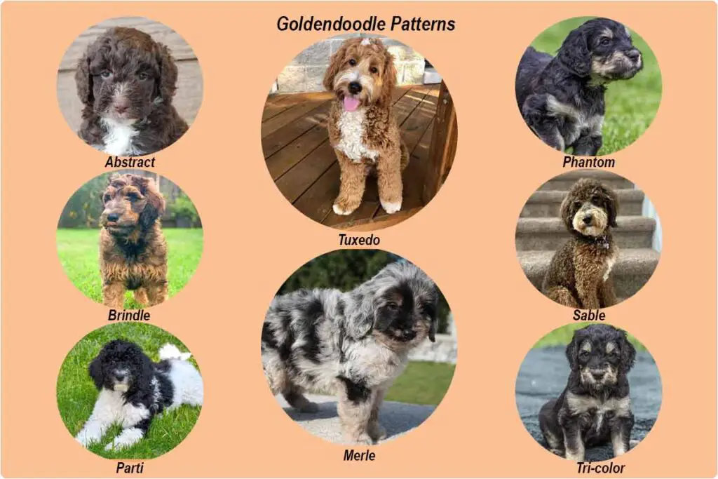 Goldendoodle-patterns-chart