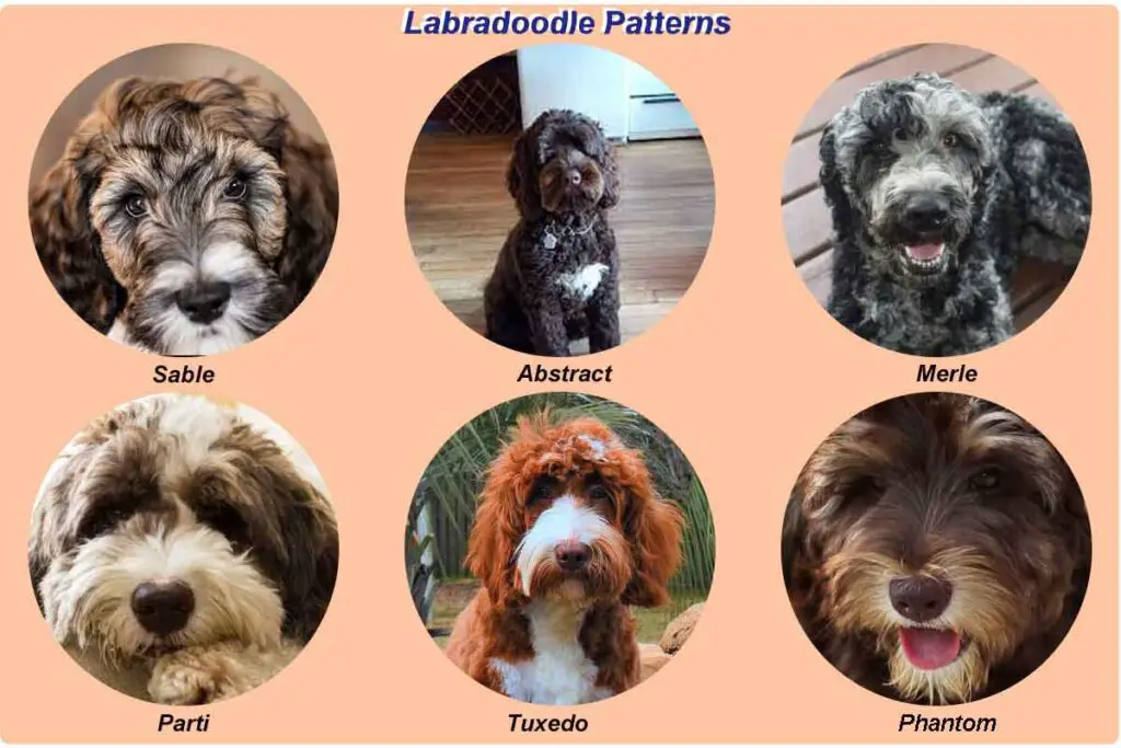 Labradoodle-coat-pattern-chart