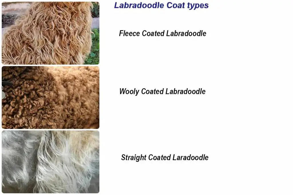 Labradoodle-coat-types-chart