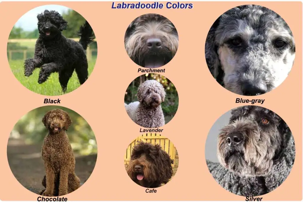 Labradoodle-color-chart