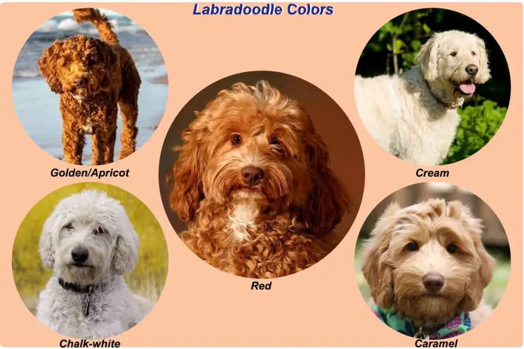 Labradoodle-color-chart-2