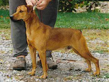 hypoallergenic dog a Mountain Cur