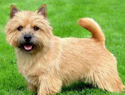 Norwich Terrier a hypoallergenic dog