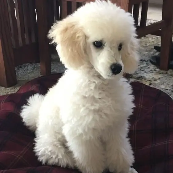 Toy Poodle a hypoallergenic dog