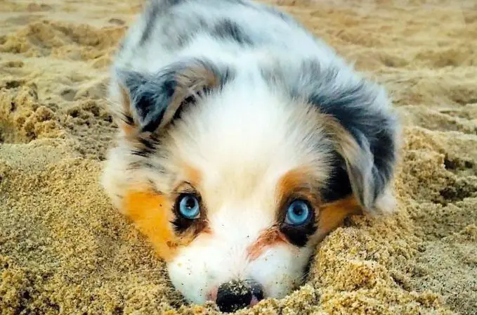 cutest-puppy-dog