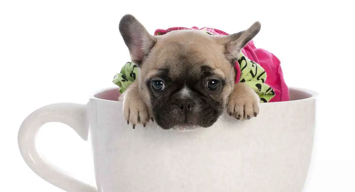 teacup-french-bulldogs