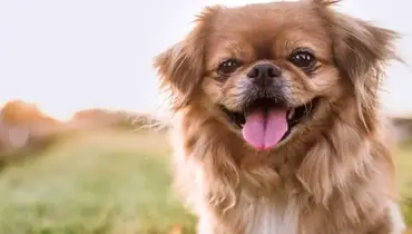 brown pekingese