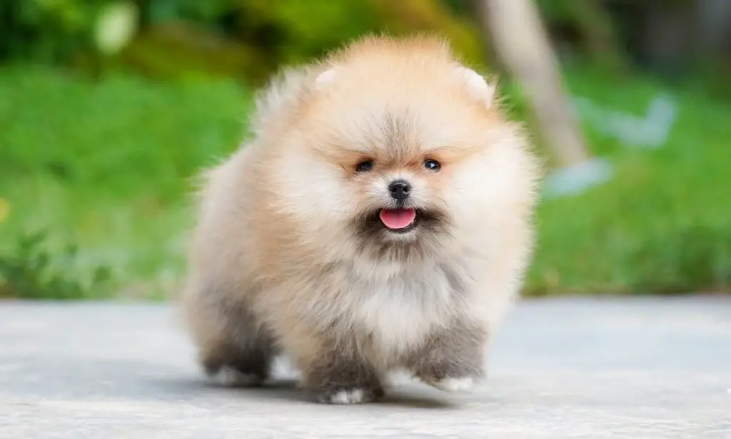 Mini Pomeranian