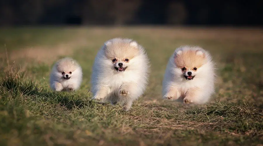 Pomeranian-Miniature-How-Much-Do-They-Cost