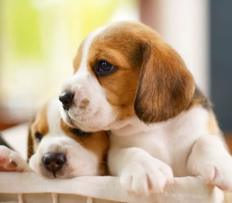 Mini Beagle