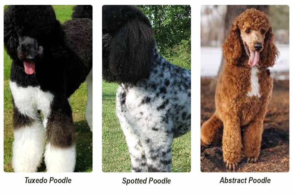Parti-Poodle-varieties