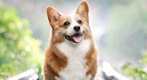 How much does a Corgi cost